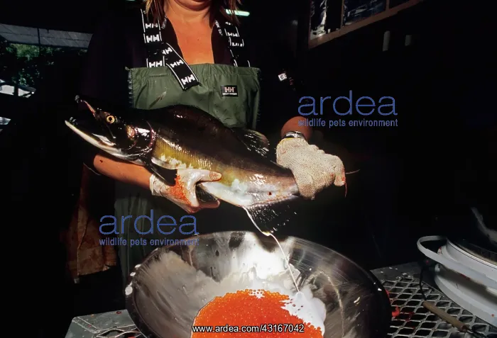 : Fertilizing Pink Salmon eggs with milt : Fertilizing Pink Salmon eggs with milt