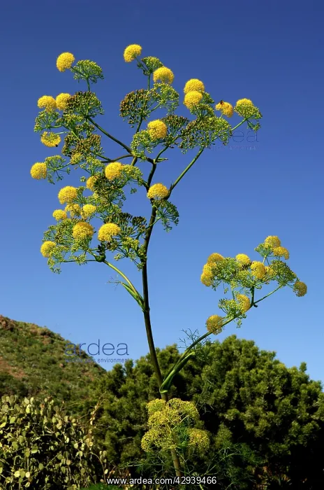 : Ferula linkii - a tall perennial herb in full flower : Ferula linkii - a tall perennial herb in full flower