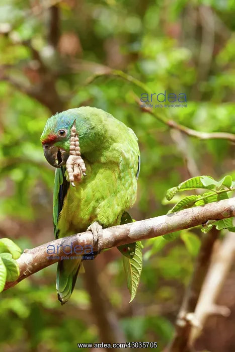 : Festive Amazon / Festive Parrot perched on a branch : Festive Amazon / Festive Parrot perched on a branch