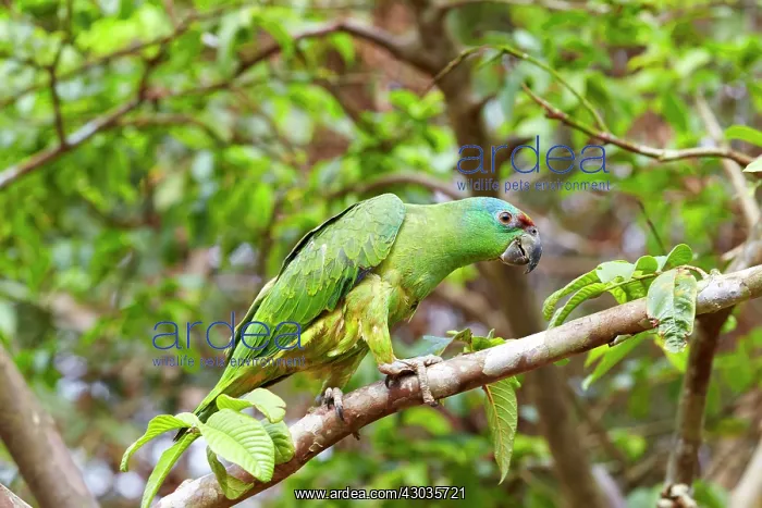 : Festive Amazon / Festive Parrot perched on a branch : Festive Amazon / Festive Parrot perched on a branch