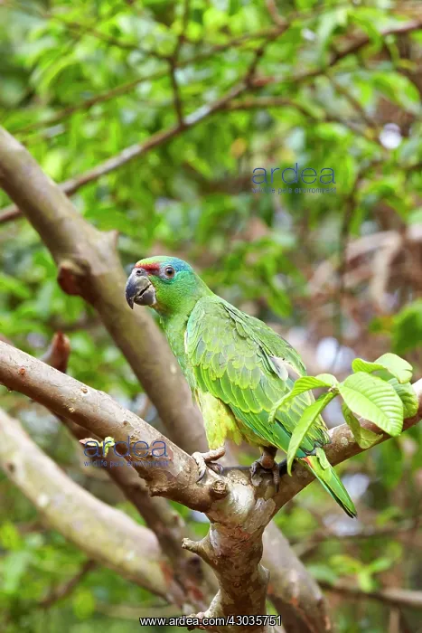 : Festive Amazon / Festive Parrot perched on a branch : Festive Amazon / Festive Parrot perched on a branch