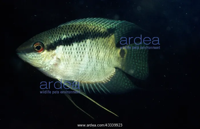  : FESTIVE CICHLID