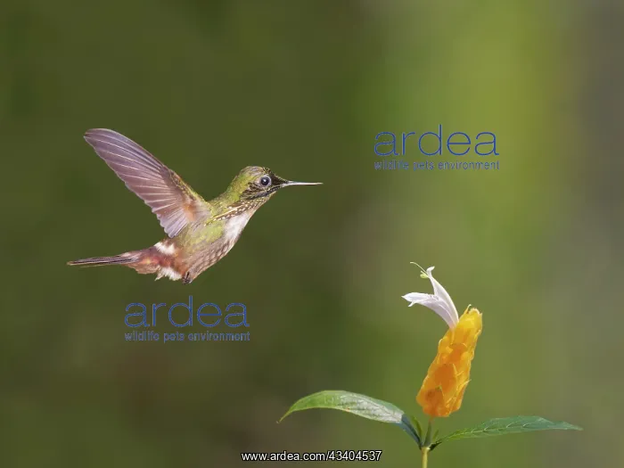 : Festive Coquette at flower Lophornis chalybeus Atlantic : Festive Coquette at flower Lophornis chalybeus Atlantic