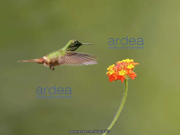 : Festive Coquette at flower Lophornis chalybeus Atlantic : Festive Coquette at flower Lophornis chalybeus Atlantic
