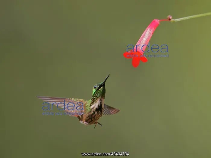 : Festive Coquette at flower Lophornis chalybeus Atlantic : Festive Coquette at flower Lophornis chalybeus Atlantic