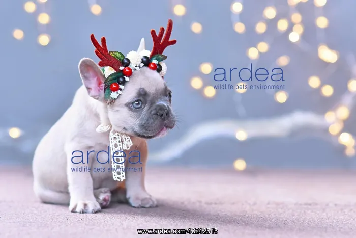 : Festive French Bulldog dog puppy wearing a seasonal : Festive French Bulldog dog puppy wearing a seasonal