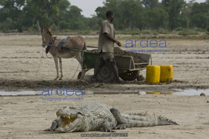 : Fetching water and Crocodile Mare Bazoule of Burkina Faso : Fetching water and Crocodile Mare Bazoule of Burkina Faso