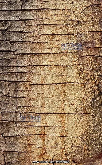 : Fever Tree - detail of a bark : Fever Tree - detail of a bark