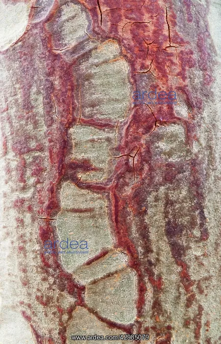 : Fever Tree - detail of a bark : Fever Tree - detail of a bark