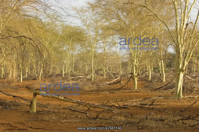 : Fever tree - Forest : Fever tree - Forest
