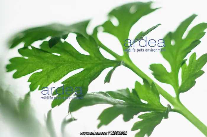 : Feverfew, Tanecetum parthenium : Feverfew, Tanecetum parthenium