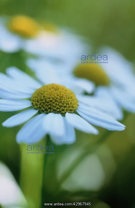 : Feverfew, Tanacetum parthenium : Feverfew, Tanacetum parthenium