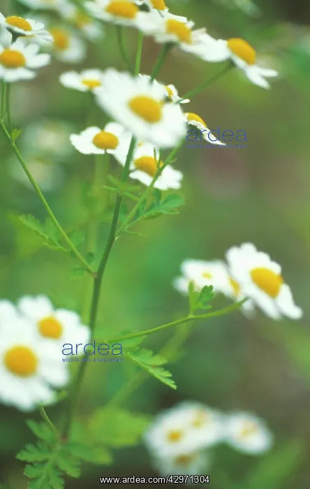 : Feverfew, Tanacetum parthenium : Feverfew, Tanacetum parthenium