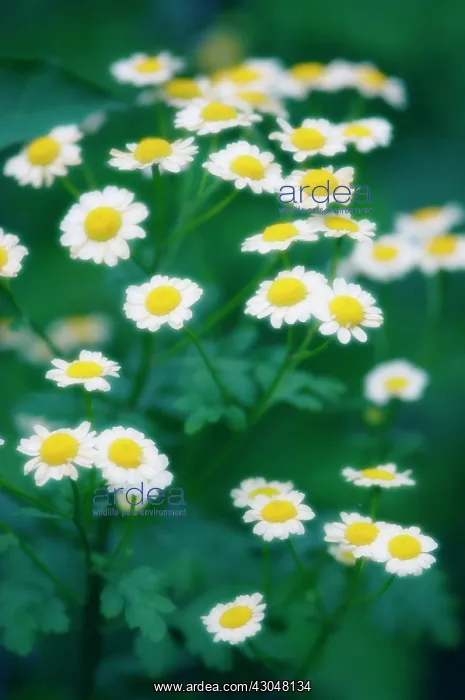 : Feverfew, Tanacetum parthenium : Feverfew, Tanacetum parthenium