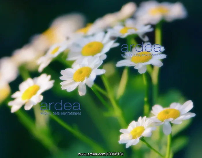 : Feverfew, Tanacetum parthenium : Feverfew, Tanacetum parthenium