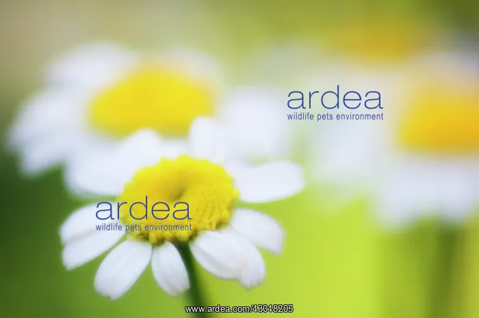 : Feverfew, Tanacetum parthenium : Feverfew, Tanacetum parthenium
