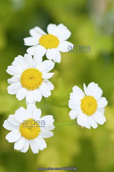 : Feverfew. Daisy-like flowers of Feverfew, Tanacetum parthenium : Feverfew. Daisy-like flowers of Feverfew, Tanacetum parthenium