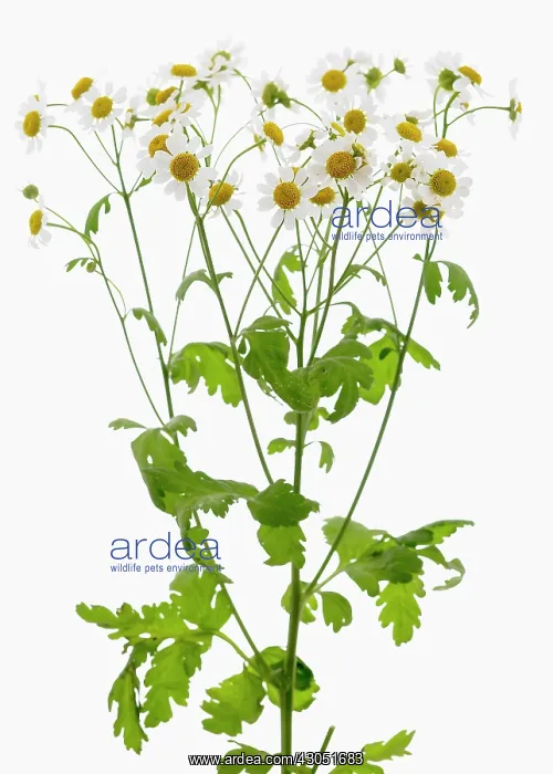 : Feverfew, Tanacetum parthenium : Feverfew, Tanacetum parthenium