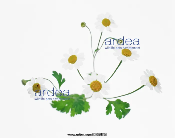 : Feverfew, Tanacetum parthenium : Feverfew, Tanacetum parthenium