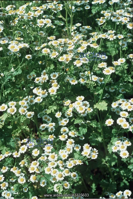 : FEVERFEW : FEVERFEW