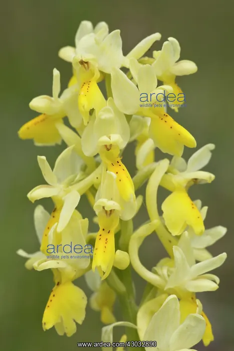 : Few-flowered Orchid in flower in spring Italy : Few-flowered Orchid in flower in spring Italy