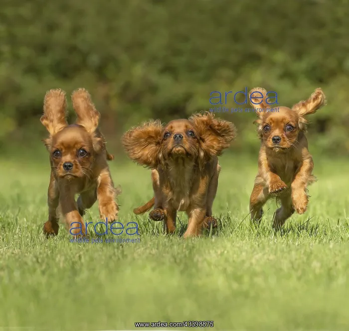 : Fhree Cavalier King Charles Spaniel Dogs outdoors : Fhree Cavalier King Charles Spaniel Dogs outdoors