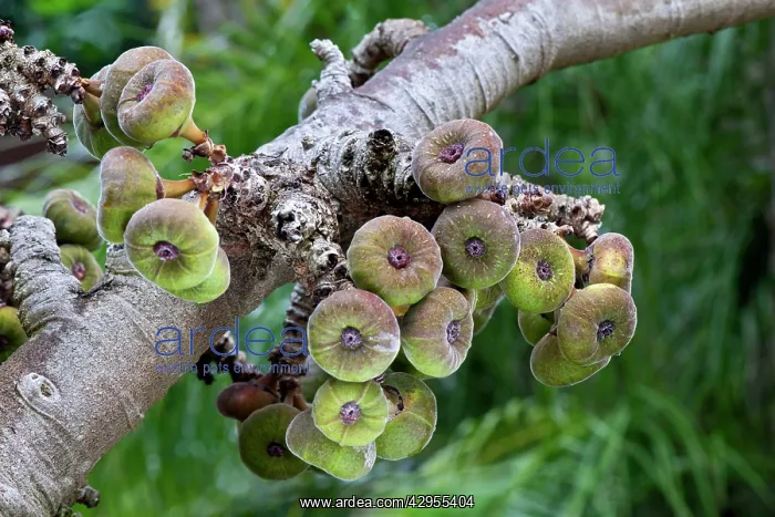  : Ficus auriculata - this genus consists of abourt