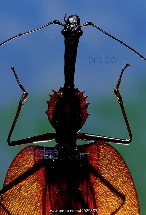 : Fiddle Beetle : Fiddle Beetle