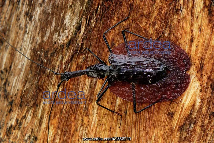 : Fiddle Beetle / Violin Beetle : Fiddle Beetle / Violin Beetle