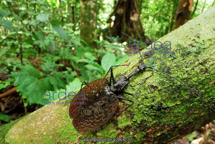 : Fiddle Beetle / Violin Beetle : Fiddle Beetle / Violin Beetle