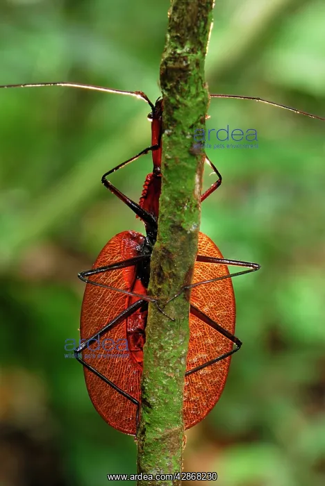 : Fiddle Beetle / Violin Beetle : Fiddle Beetle / Violin Beetle