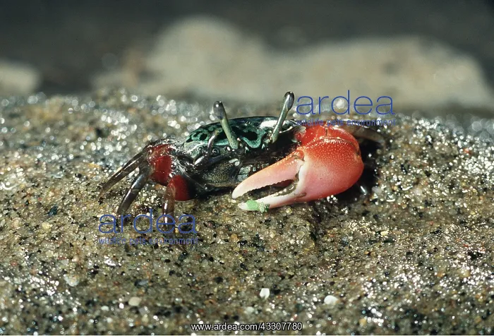 : FIDDLER CRAB : FIDDLER CRAB
