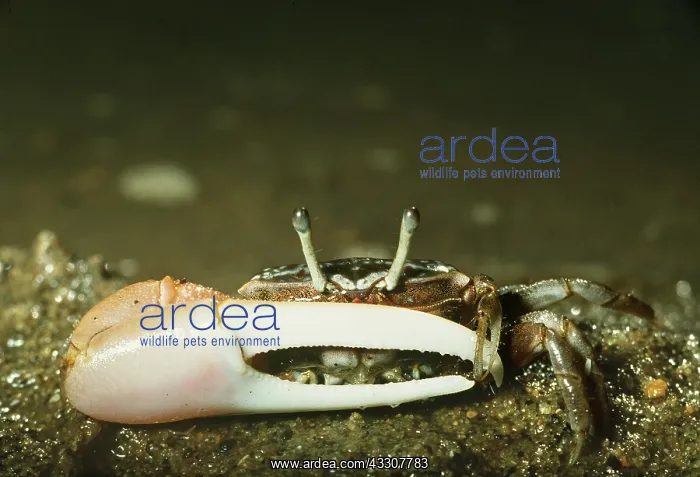 : FIDDLER CRAB - MALE : FIDDLER CRAB - MALE