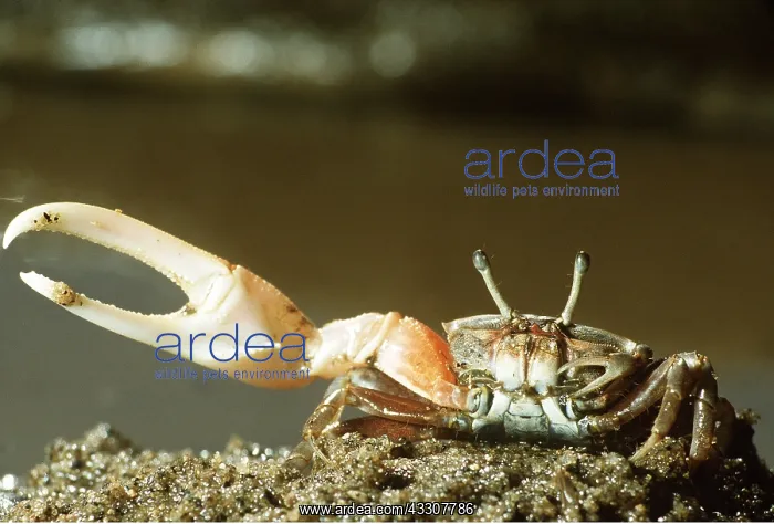 : FIDDLER CRAB - Male : FIDDLER CRAB - Male