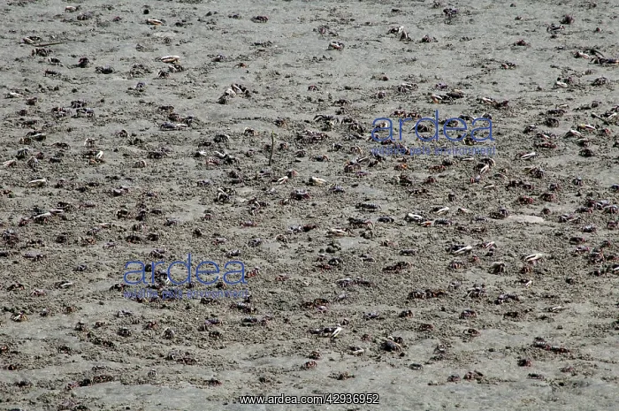 : Fiddler Crabs : Fiddler Crabs