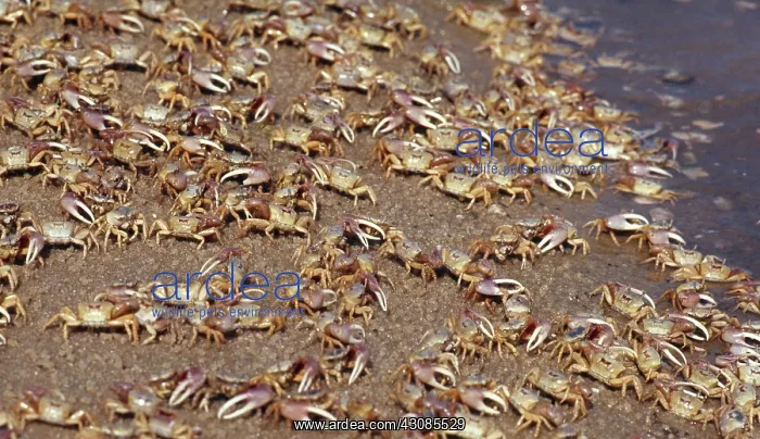 : Fiddler crabs : Fiddler crabs