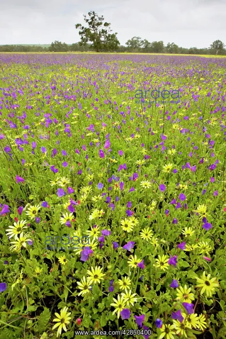: Field ablaze with non-native plants: a yellow daisy : Field ablaze with non-native plants: a yellow daisy