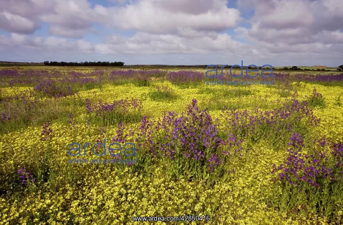 : Field ablaze with non-native plants: a yellow daisy : Field ablaze with non-native plants: a yellow daisy