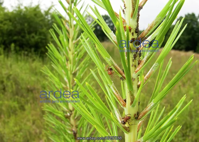 : Ant. Field Ants (Formica sp) tending Pine Leaf Aphids : Ant. Field Ants (Formica sp) tending Pine Leaf Aphids