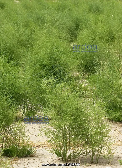 : Field of Asparagus : Field of Asparagus