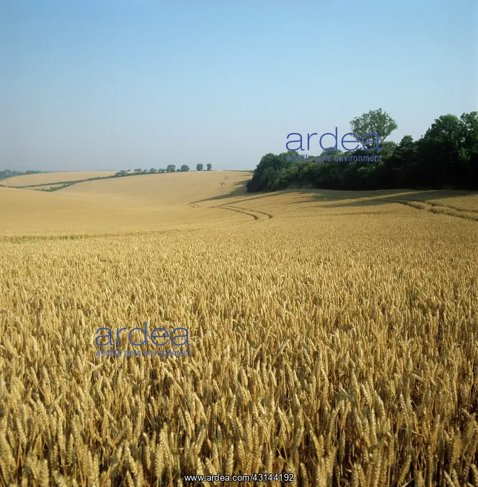 : Field in August : Field in August