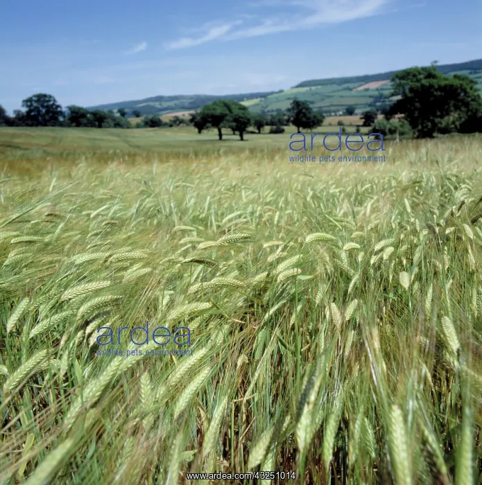 : Field of barley : Field of barley