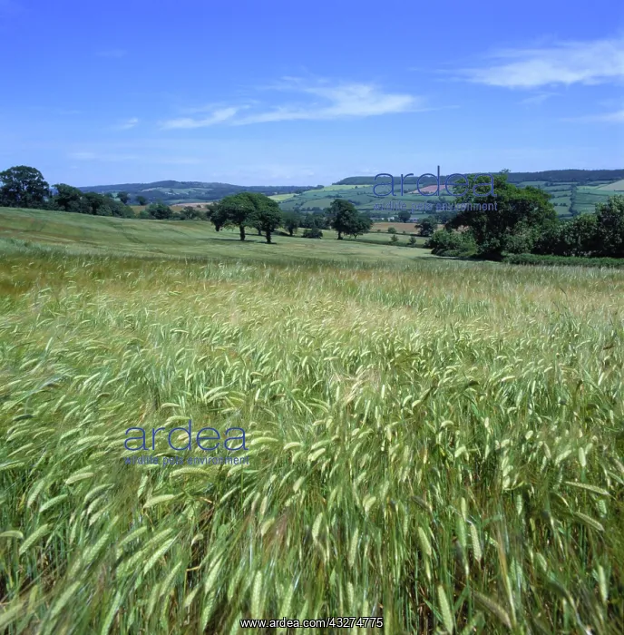 : Field of barley : Field of barley