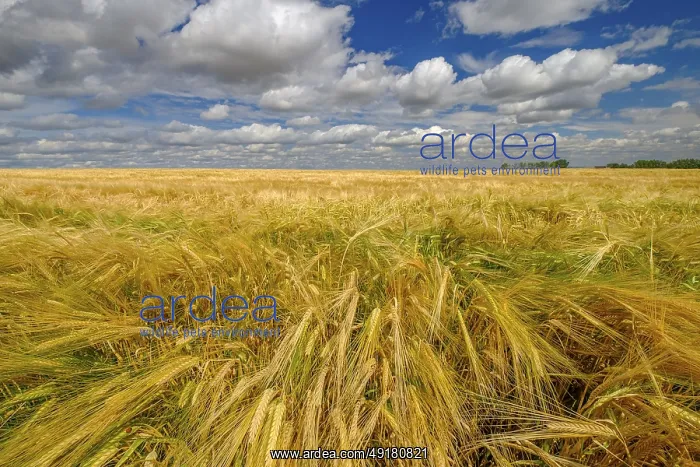: A field of barley ripening under a partly cloudy summer sky on the prairies of southern Alberta : A field of barley ripening under a partly cloudy summer sky on the prairies of southern Alberta