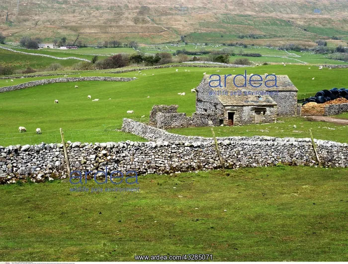 : Field Barn and Dry Stone Walls near Ribblehead : Field Barn and Dry Stone Walls near Ribblehead