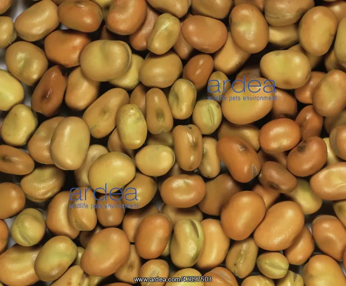 : Field bean seeds : Field bean seeds