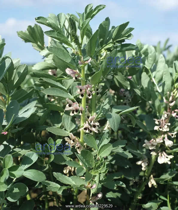  : Field Bean (Vicia faba) crop in flower