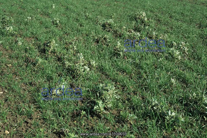 : Field bean volunteers in wheat crop : Field bean volunteers in wheat crop
