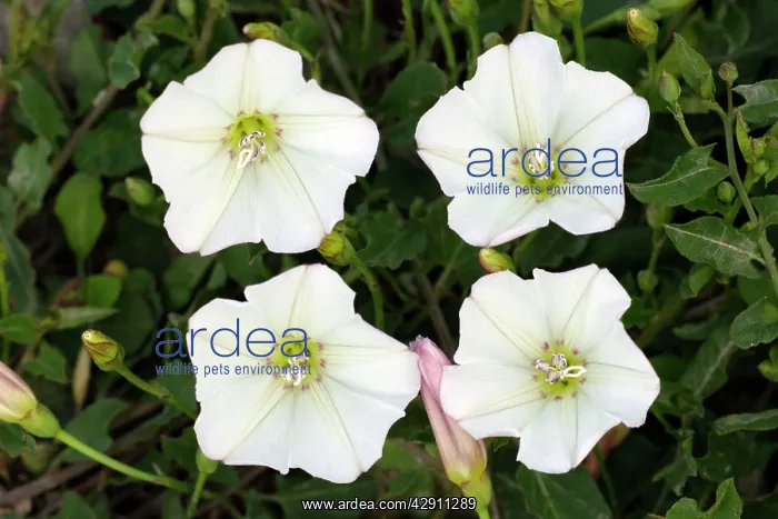 : Field Bindweed - four blossoms : Field Bindweed - four blossoms
