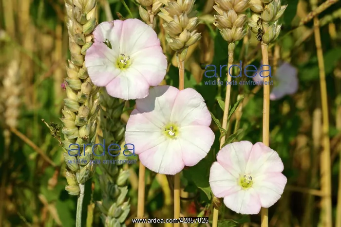 : Field Bindweed - three blossoms winded around blades : Field Bindweed - three blossoms winded around blades